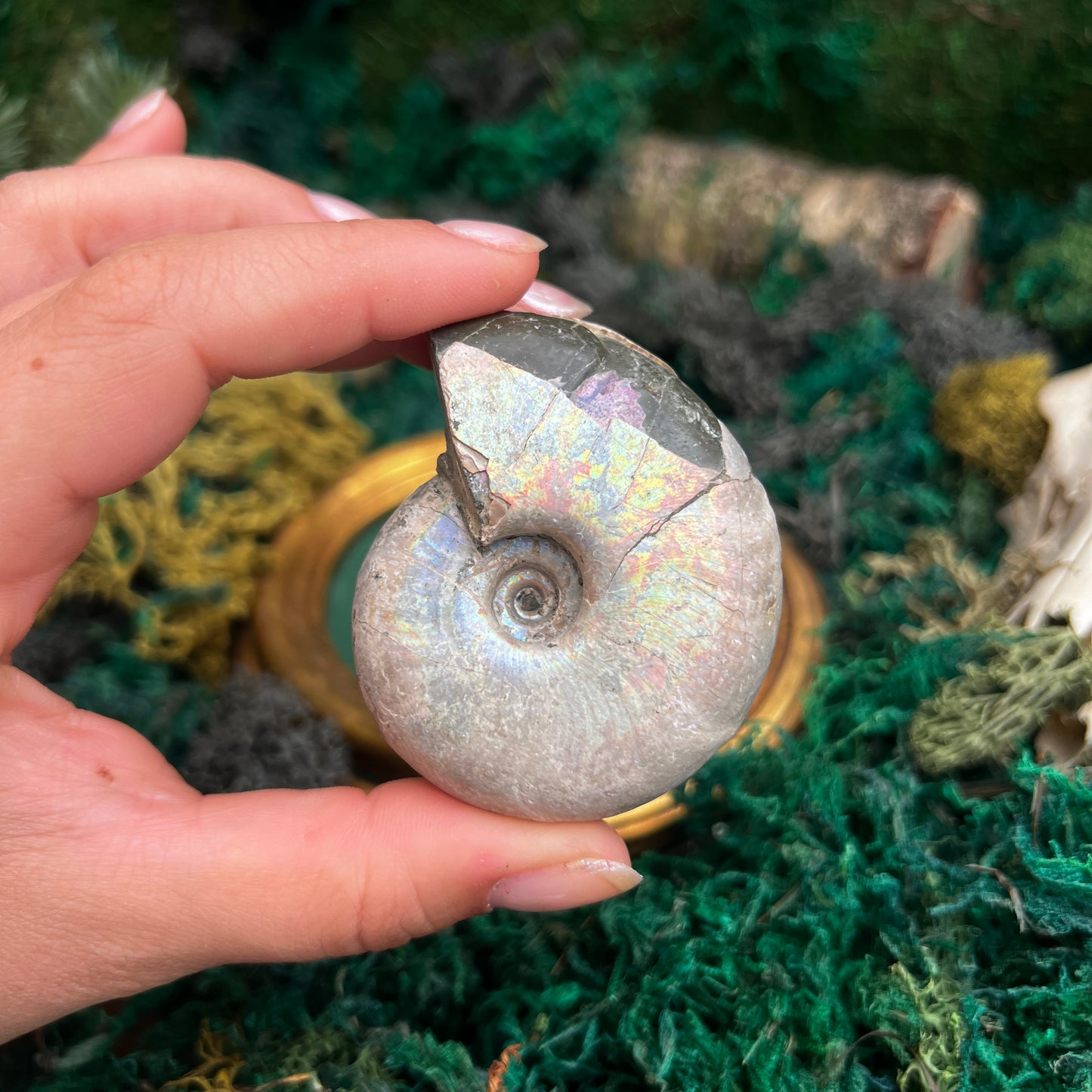 Rainbow Ammonite Fossil OAF3