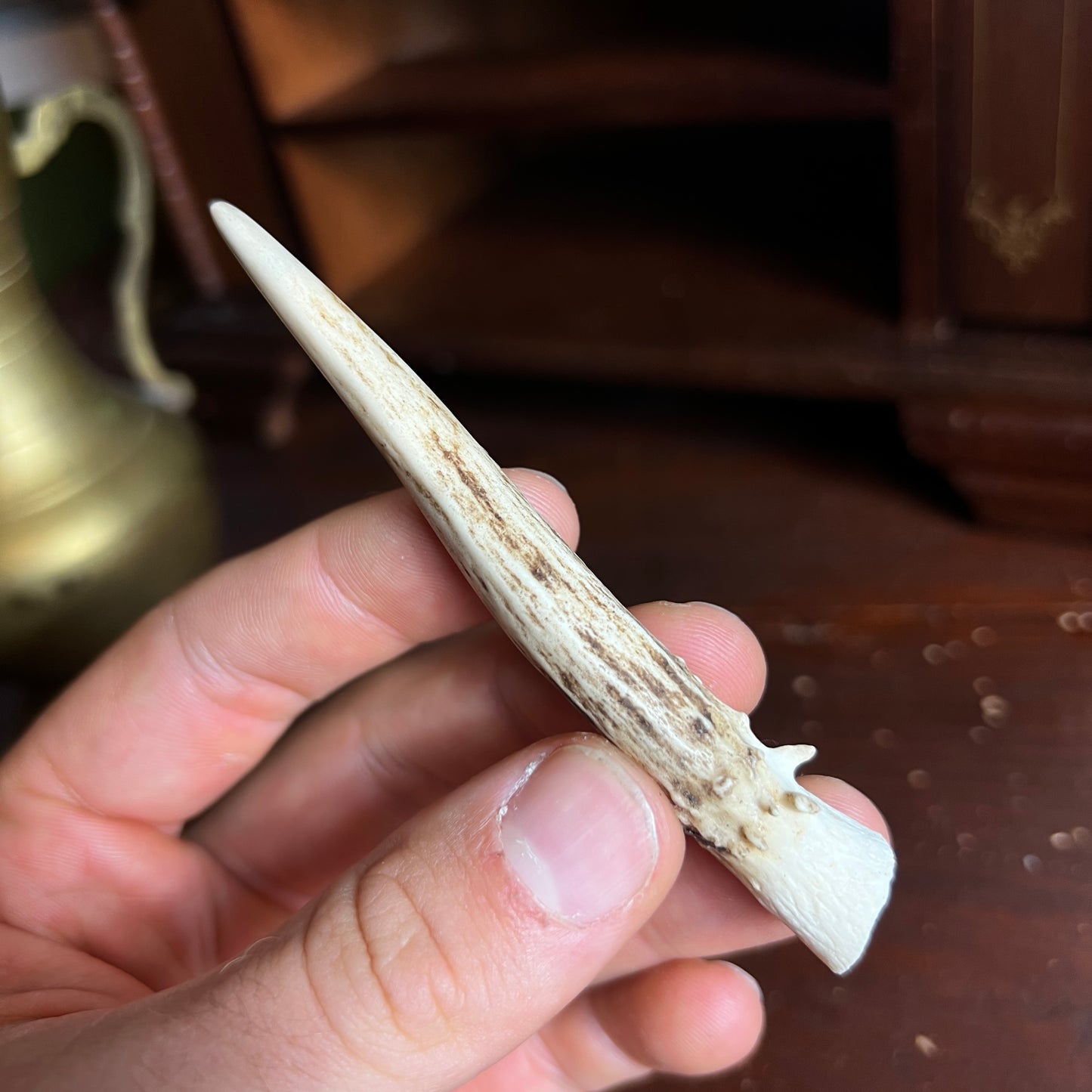 Mini Roe Deer Antler B7