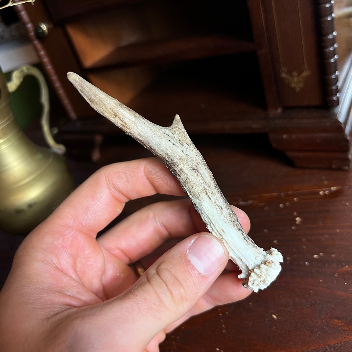 Mini Roe Deer Antler B3