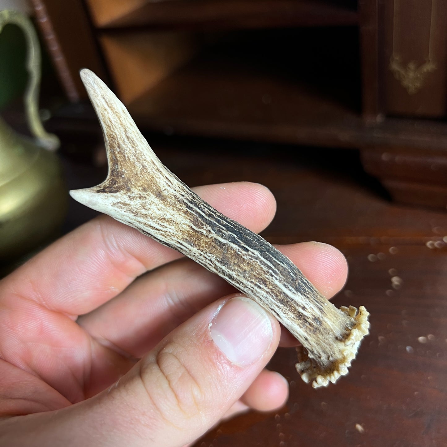 Mini Roe Deer Antler B8