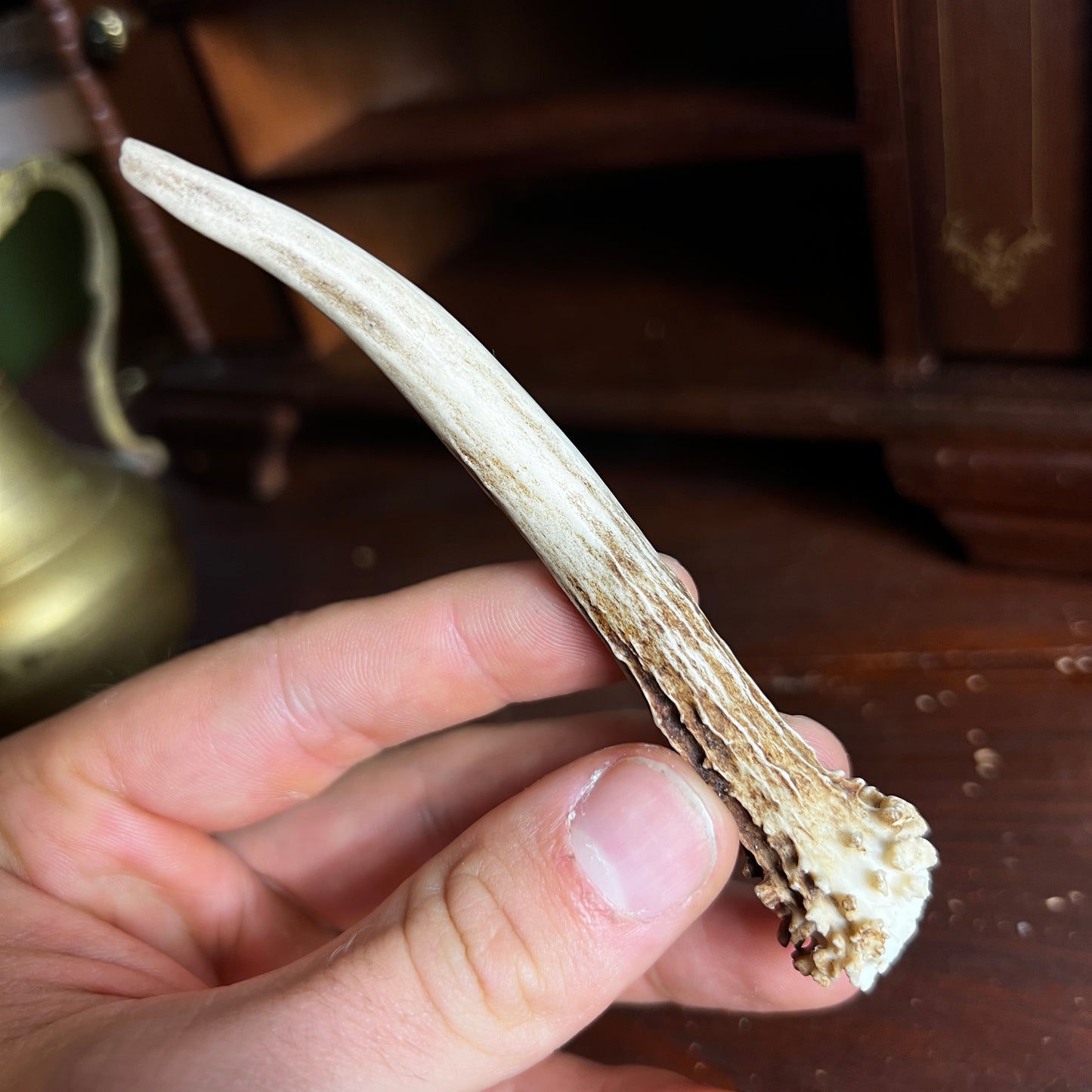 Mini Roe Deer Antler B4