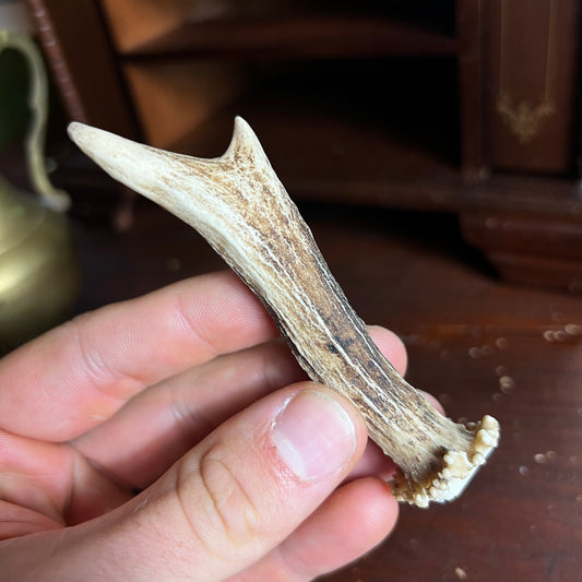 Mini Roe Deer Antler B8