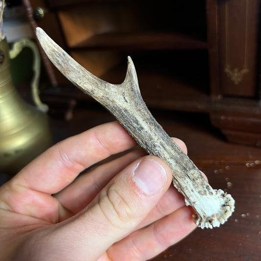 Mini Roe Deer Antler B9