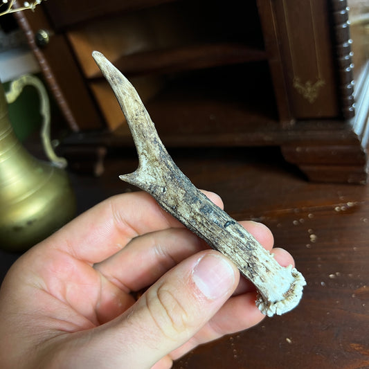 Mini Roe Deer Antler B3