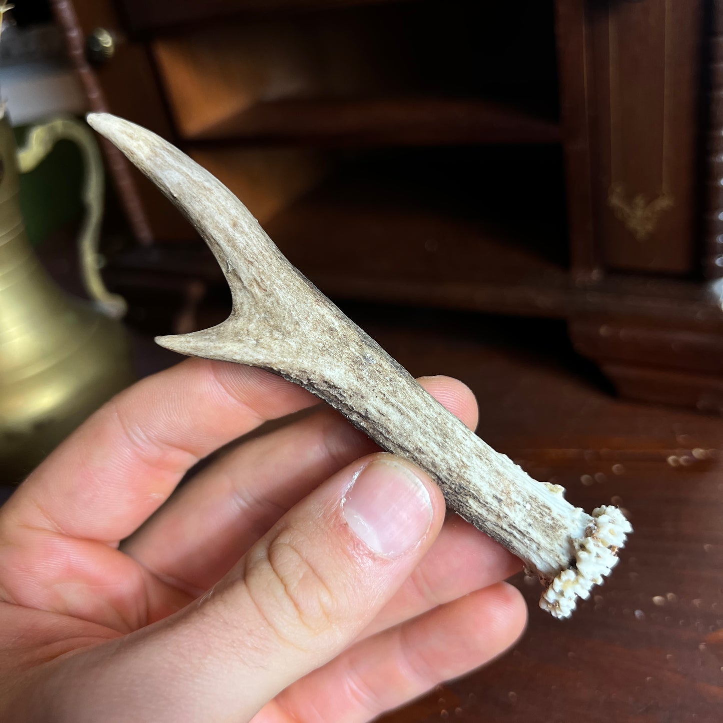 Mini Roe Deer Antler B9