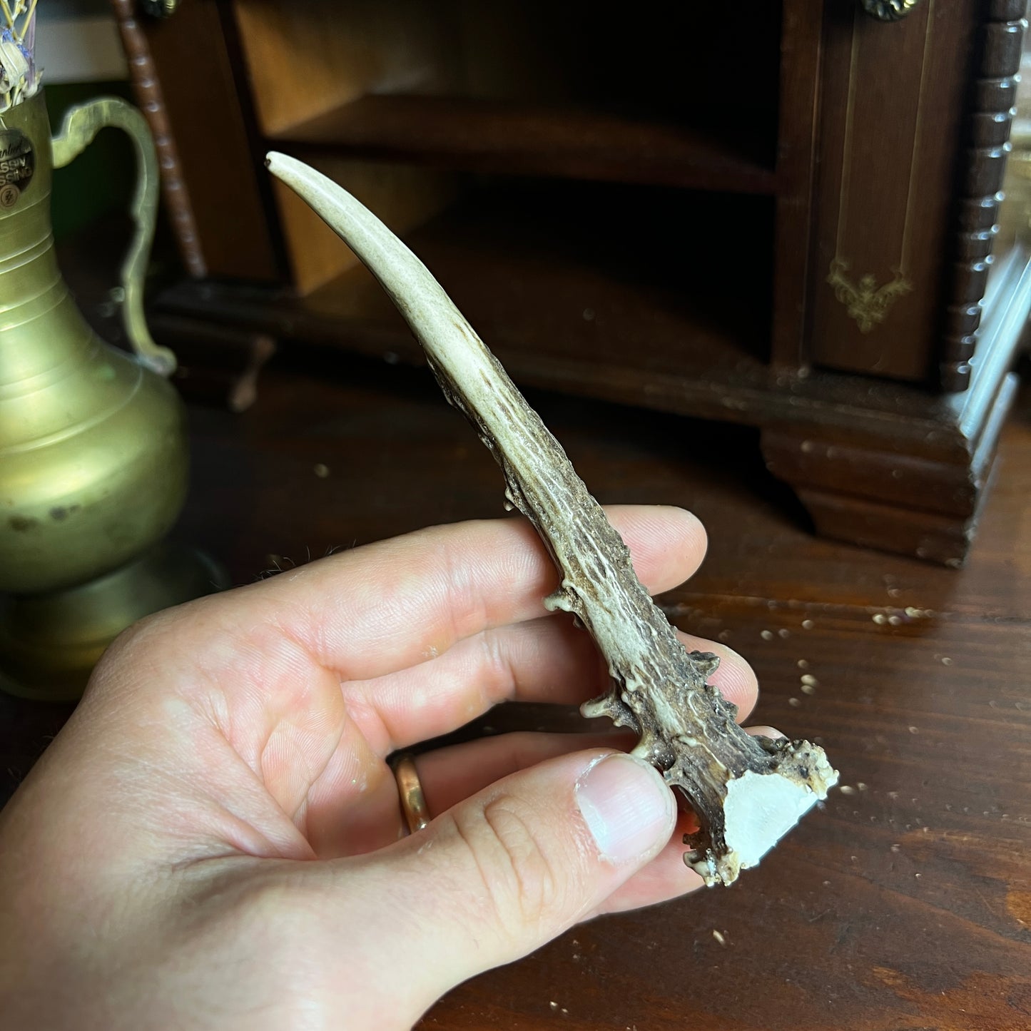 Mini Roe Deer Antler B2