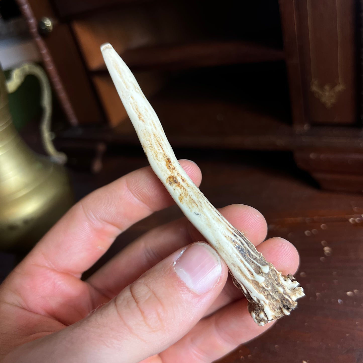 Mini Roe Deer Antler B6