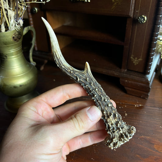 Mini Roe Deer Antler B1