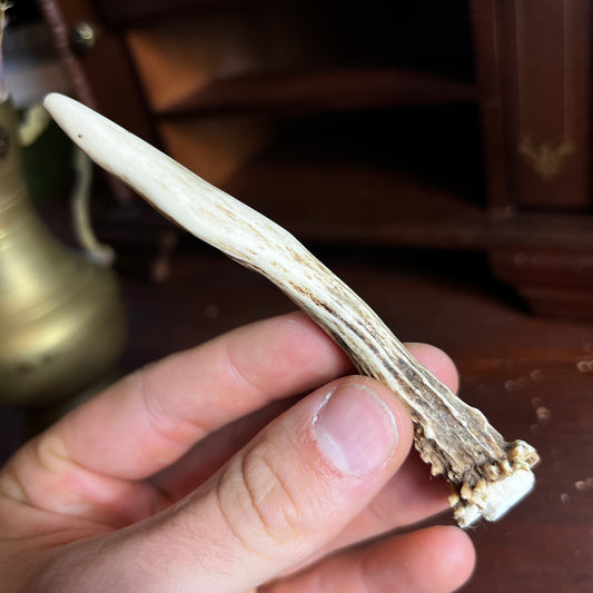 Mini Roe Deer Antler B6