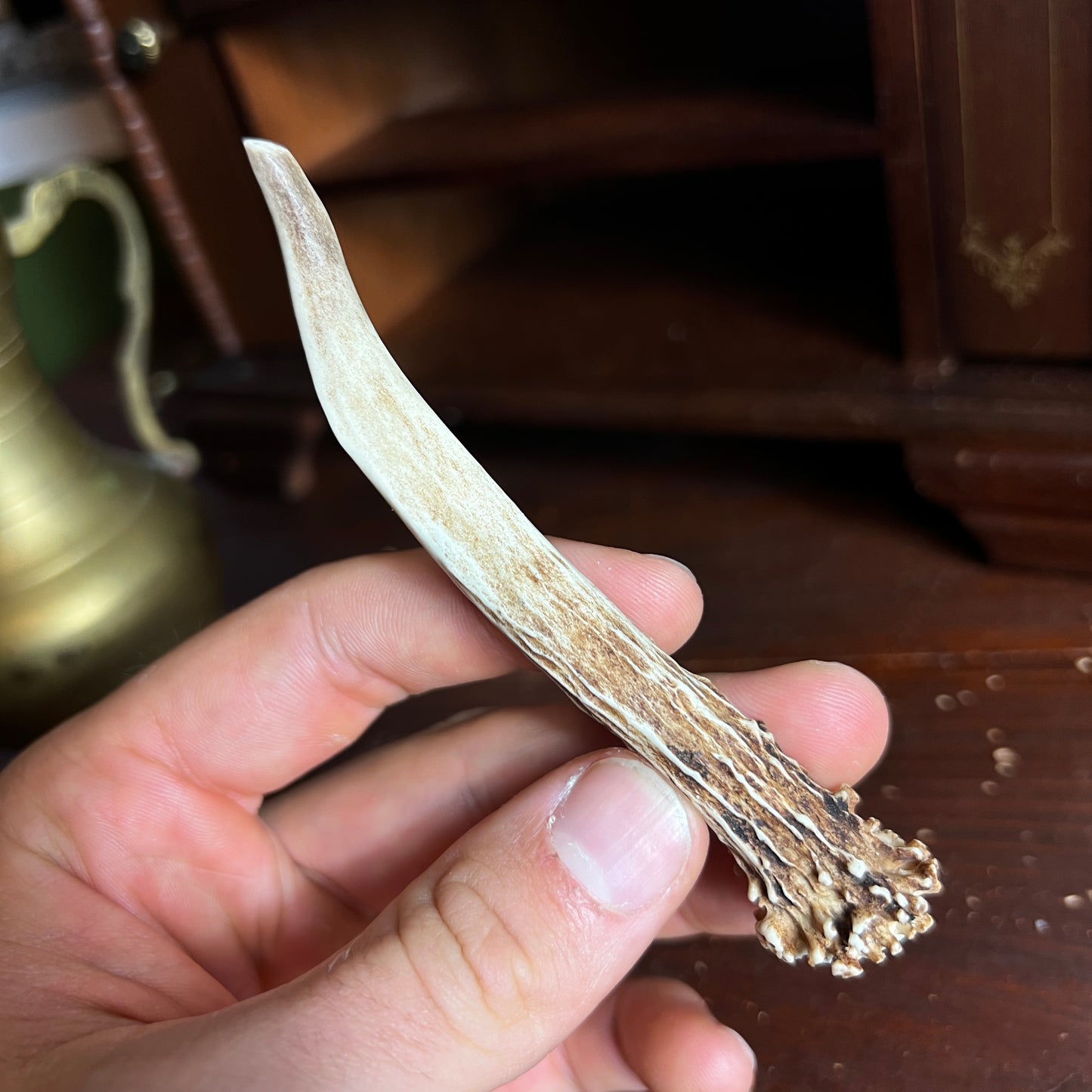 Mini Roe Deer Antler B4