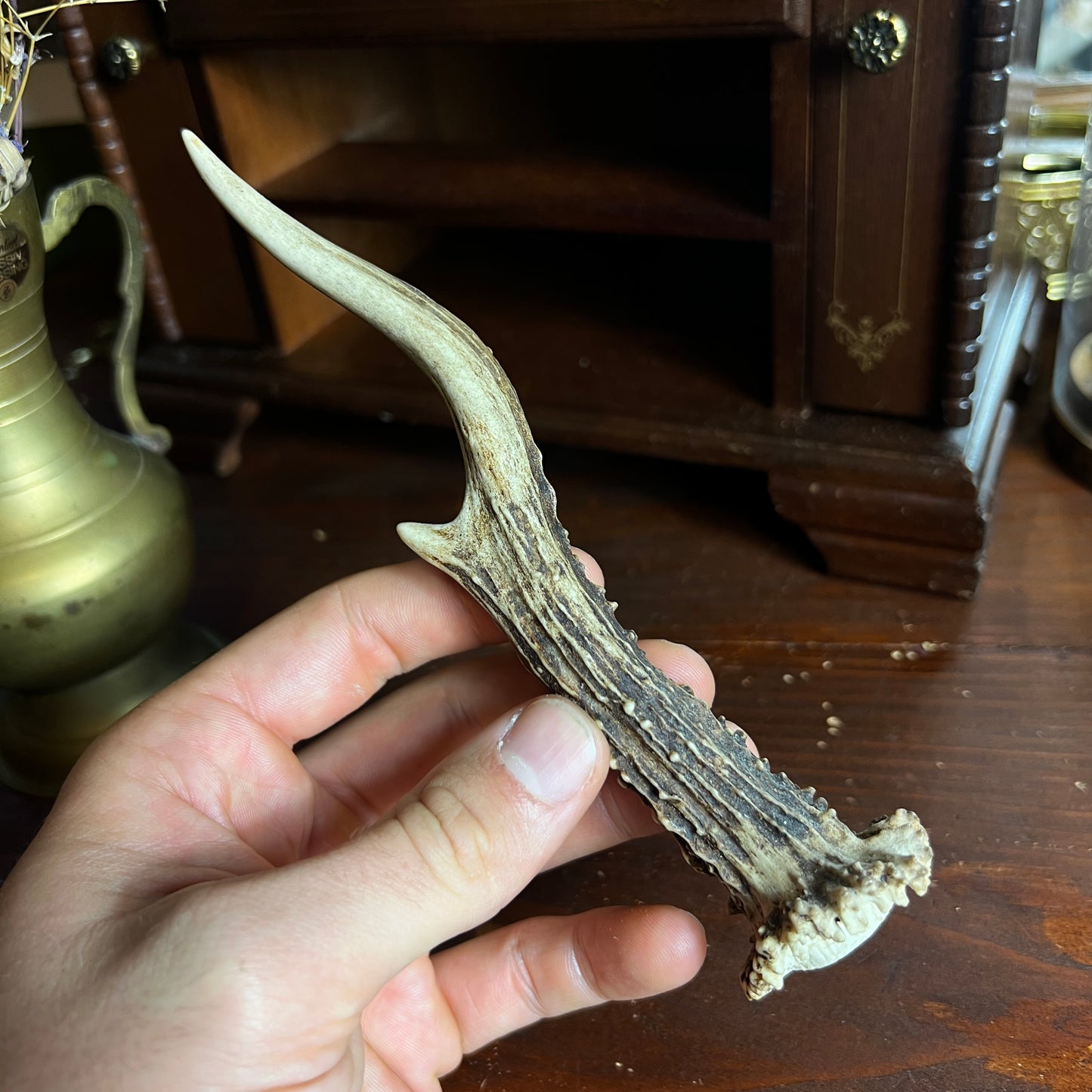 Mini Roe Deer Antler B1