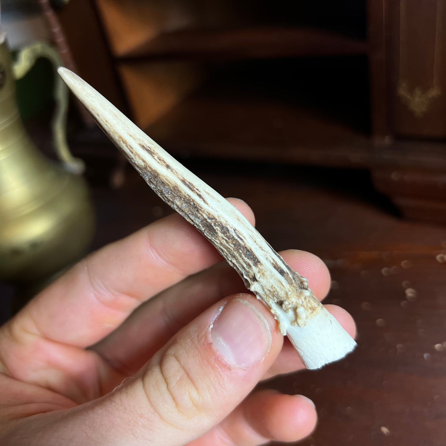 Mini Roe Deer Antler B7