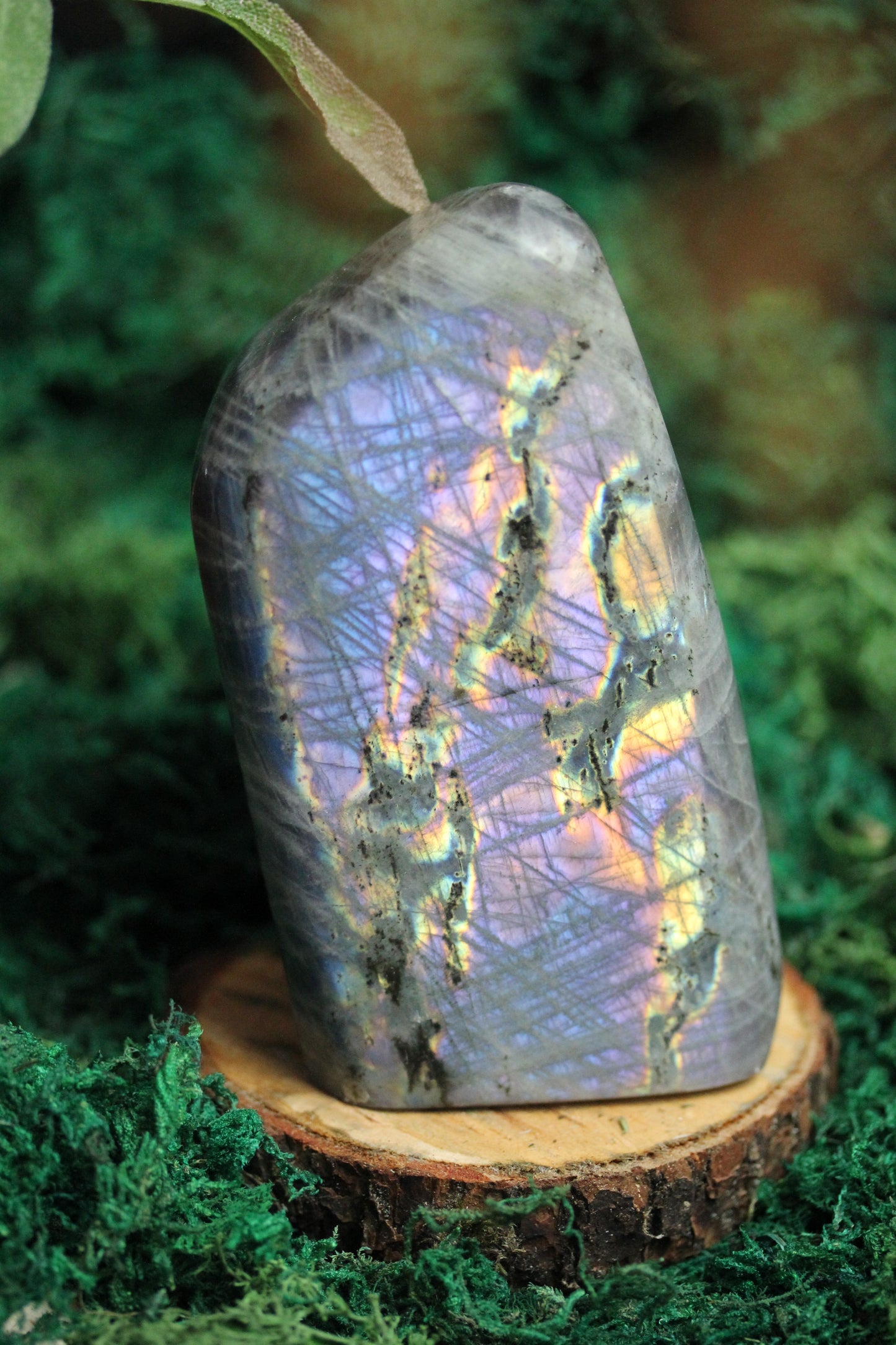 Purple Labradorite Freeform LF40